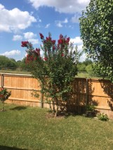 red crepe myrtle