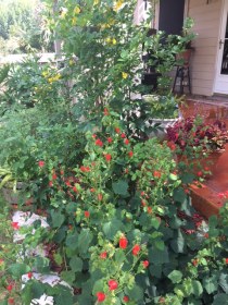 scull cap and esparansa