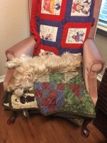 Holly sleeping in chair